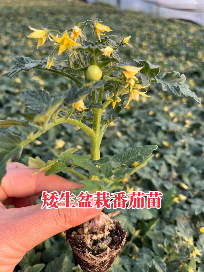 桃花的花冠类型和花序类型「桃花怎么种植小番茄苗子视频」 桃花的花冠类型和花序类型「桃花怎么种植小番茄苗子视频」 种植技巧