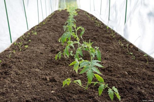 西红柿和青椒能一起种植吗「番茄茄子青椒苗怎么种植视频」 西红柿和青椒能一起种植吗「番茄茄子青椒苗怎么种植视频」 种植技巧