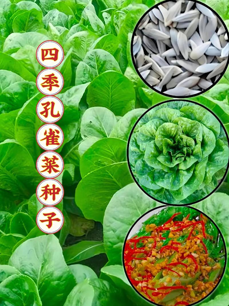 湖南夏天能种什么蔬菜「湖南气候蔬菜种植技巧和方法」 番茄病虫害防治 湖南夏天能种什么蔬菜「湖南气候蔬菜种植技巧和方法」 湖南夏天能种什么蔬菜「湖南气候蔬菜种植技巧和方法」 番茄病虫害防治