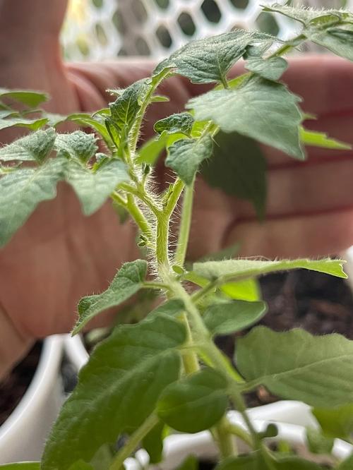 番茄树的种植方法「怎么种植大树番茄苗视频」 番茄树的种植方法「怎么种植大树番茄苗视频」 农业常识