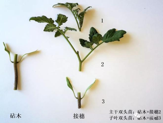 嫁接苗如何培养「怎么种植小番茄苗子视频教程」 嫁接苗如何培养「怎么种植小番茄苗子视频教程」 植物种类