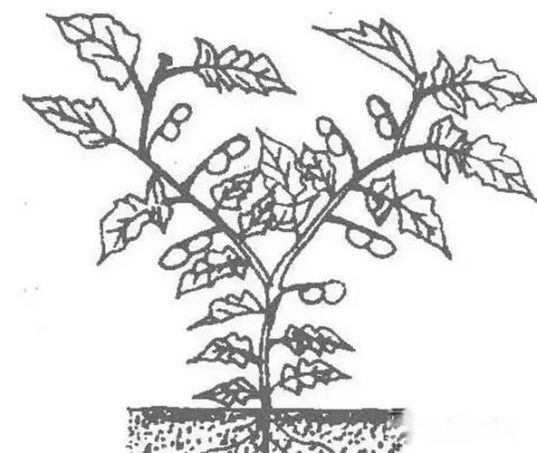 素描蔬菜类怎样画「番茄怎么种植步骤简笔画」 素描蔬菜类怎样画「番茄怎么种植步骤简笔画」 土壤施肥