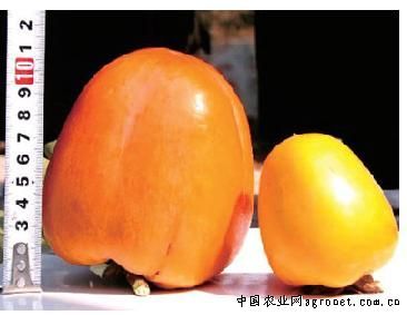 太空育种的原理是什么「番茄太空育种怎么种植的」 农业常识 太空育种的原理是什么「番茄太空育种怎么种植的」 太空育种的原理是什么「番茄太空育种怎么种植的」 农业常识