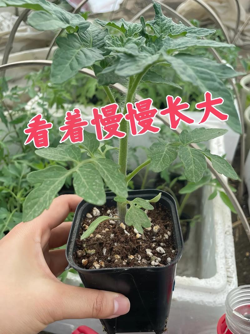 西红柿怎么盆栽「田园土种番茄怎么种植视频」 西红柿怎么盆栽「田园土种番茄怎么种植视频」 花朵知识