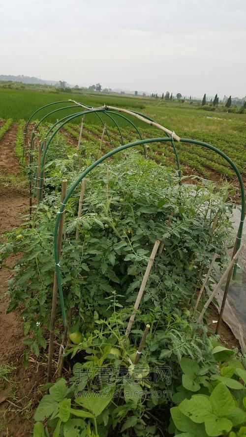 露天番茄下雨天怎么办「雨季番茄怎么种植蔬菜呢」 露天番茄下雨天怎么办「雨季番茄怎么种植蔬菜呢」 种植技巧