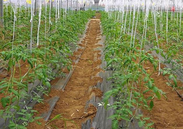 西红柿怎么浇水最合适「番茄种植怎么灌溉好呢视频」 西红柿怎么浇水最合适「番茄种植怎么灌溉好呢视频」 番茄种植技巧