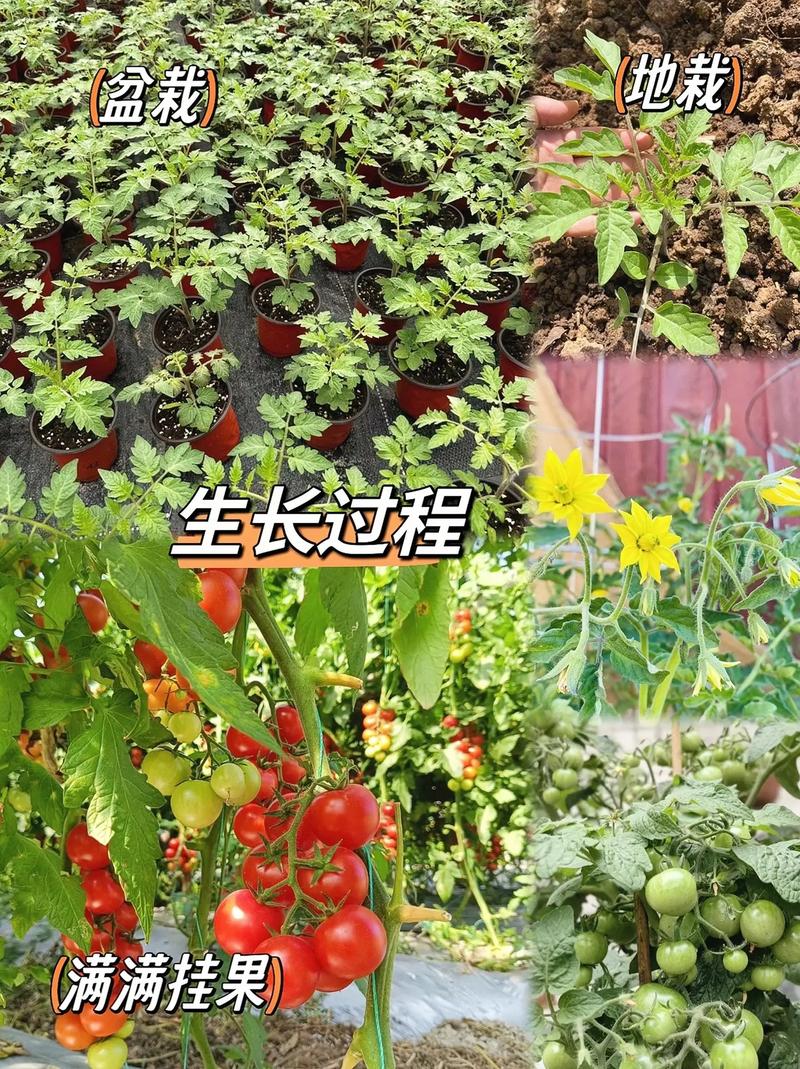 自家院子怎么种番茄「自己家怎么种植番茄苗」 自家院子怎么种番茄「自己家怎么种植番茄苗」 番茄病虫害防治