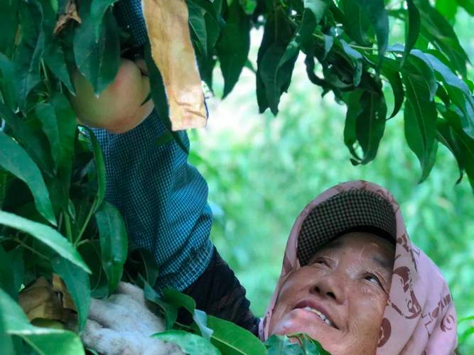 南京桃子采摘园有哪些地方「小仙桃番茄怎么种植方法视频」 南京桃子采摘园有哪些地方「小仙桃番茄怎么种植方法视频」 农业常识