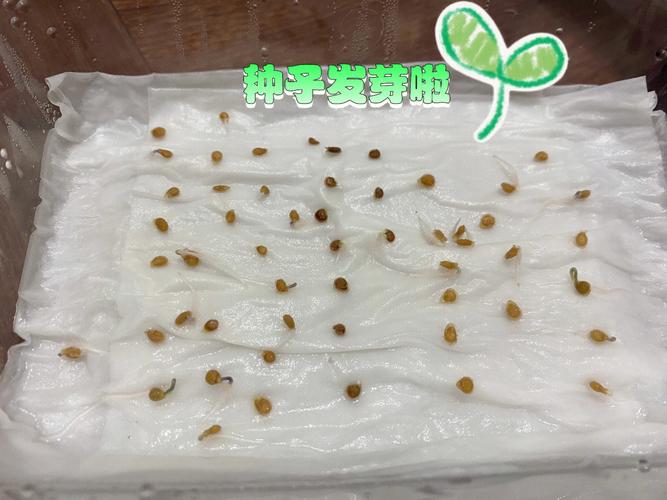 番茄种子怎么种植方法「观赏番茄种子怎么种植的视频」 番茄种子怎么种植方法「观赏番茄种子怎么种植的视频」 土壤施肥