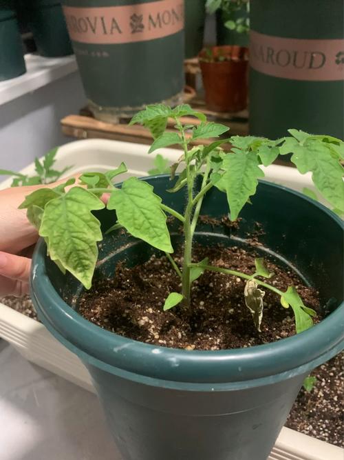 几点钟摘番茄的花合适「番茄种植怎么摘花快一点」 几点钟摘番茄的花合适「番茄种植怎么摘花快一点」 土壤施肥