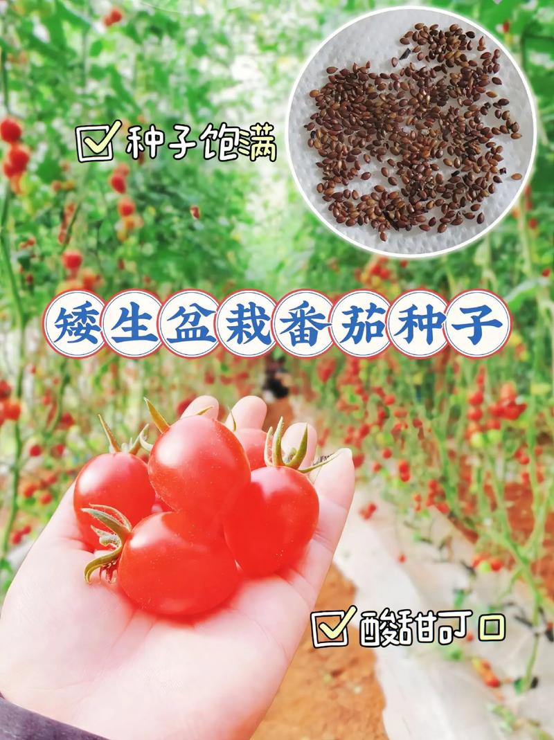 圣女果是「袖珍小番茄怎么种植视频」 圣女果是「袖珍小番茄怎么种植视频」 农业常识