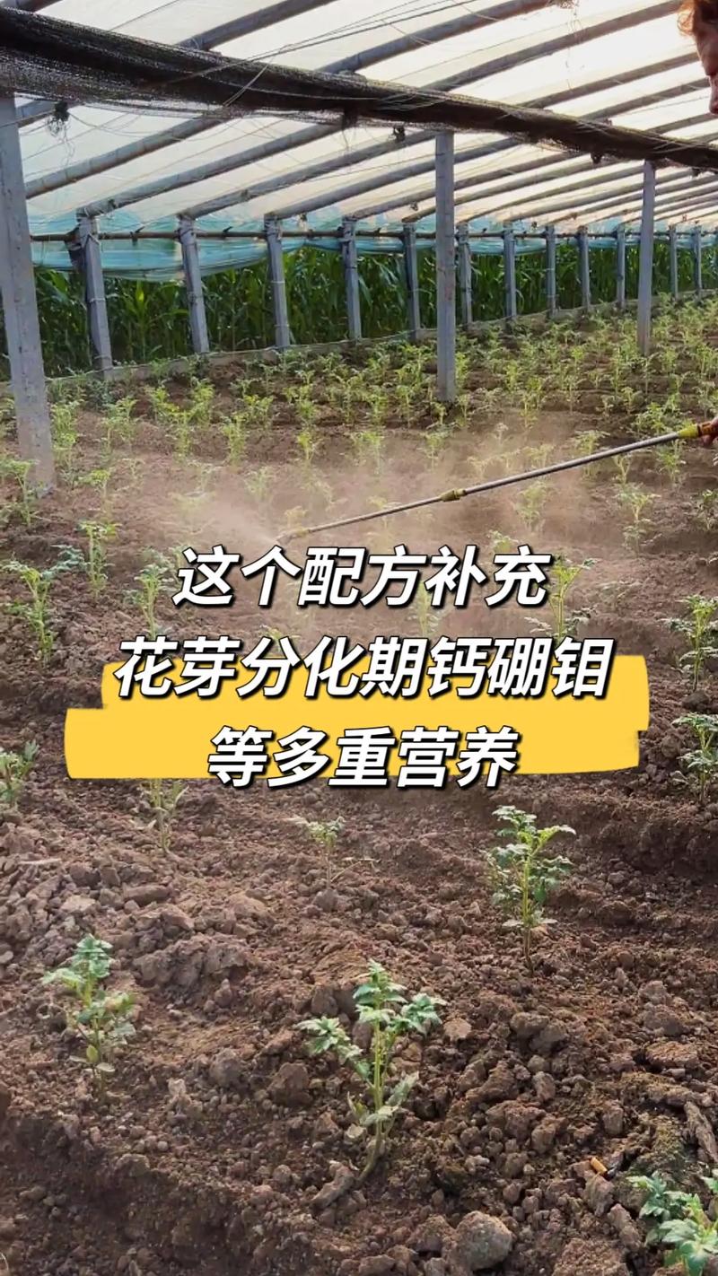 西红柿促花芽分化最佳配方「种植番茄怎么修剪花芽视频」 西红柿促花芽分化最佳配方「种植番茄怎么修剪花芽视频」 番茄病虫害防治
