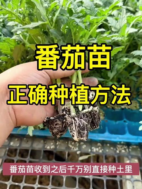 种西红柿苗的正确方法「怎么正确种植番茄苗视频」 种西红柿苗的正确方法「怎么正确种植番茄苗视频」 番茄病虫害防治