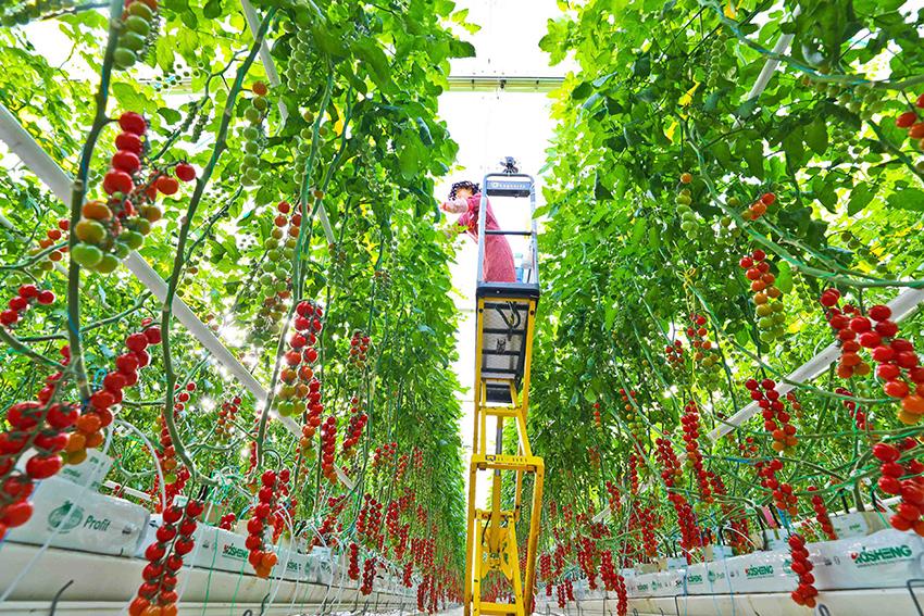 串串番茄种植气候条件「串水果番茄苗怎么种植视频」 串串番茄种植气候条件「串水果番茄苗怎么种植视频」 番茄种植技巧