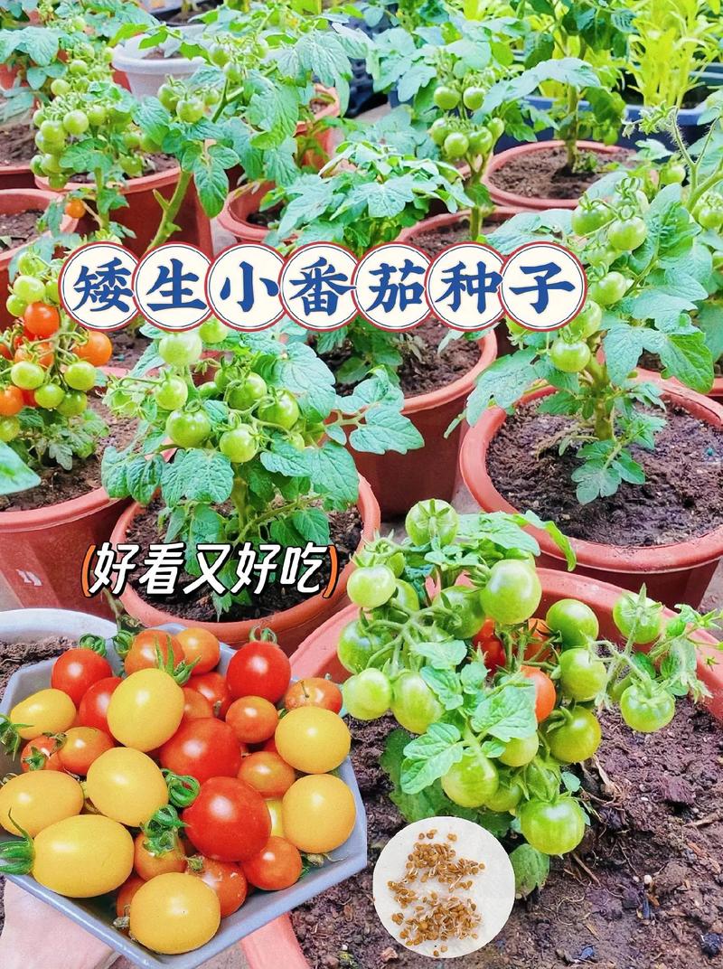 矮生番茄不开花「高产矮生番茄怎么种植视频」 矮生番茄不开花「高产矮生番茄怎么种植视频」 花朵知识
