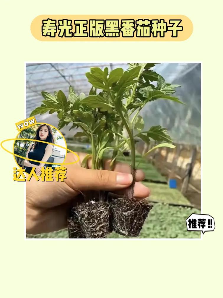 番茄达人推文怎么做「番茄农村怎么种植视频教程」 番茄达人推文怎么做「番茄农村怎么种植视频教程」 番茄病虫害防治