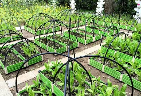 休闲农业中如何去设计一个观赏型蔬菜园「创意观赏蔬菜种植技巧和方法」 农业常识 休闲农业中如何去设计一个观赏型蔬菜园「创意观赏蔬菜种植技巧和方法」 休闲农业中如何去设计一个观赏型蔬菜园「创意观赏蔬菜种植技巧和方法」 农业常识