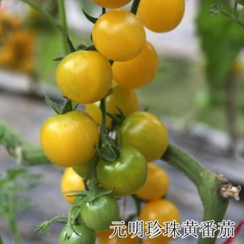 黄珍珠番茄种植过程「番茄王怎么种植方法图解视频」 黄珍珠番茄种植过程「番茄王怎么种植方法图解视频」 植物种类