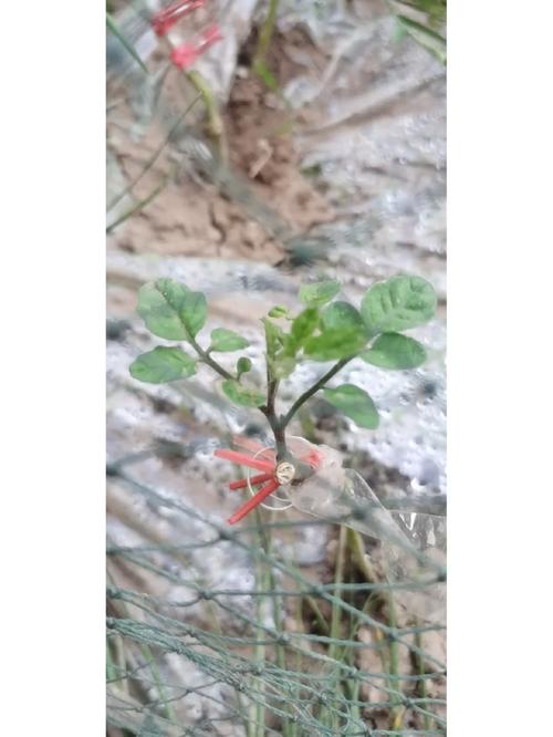番茄嫁接土豆是真的吗？如何嫁接「土豆番茄怎么种植方法视频」 番茄嫁接土豆是真的吗？如何嫁接「土豆番茄怎么种植方法视频」 农业常识