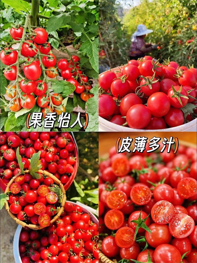 小西红柿又叫什么「橘色玲珑小番茄怎么种植的」 小西红柿又叫什么「橘色玲珑小番茄怎么种植的」 番茄种植技巧