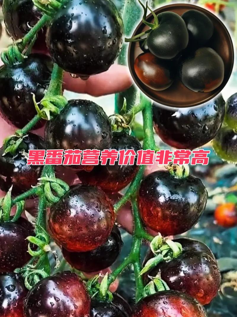 黑果菜的种植方法「黑番茄树怎么种植视频」 黑果菜的种植方法「黑番茄树怎么种植视频」 种植技巧