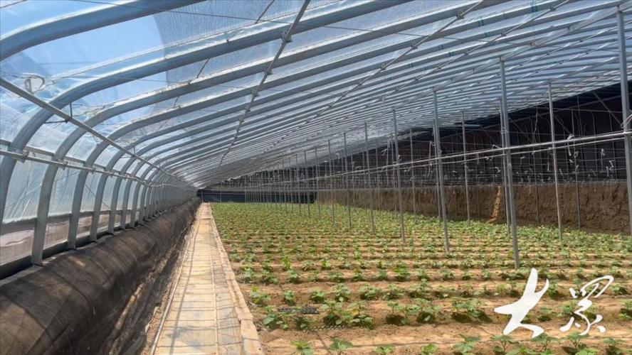 100亩蔬菜大棚需要多少管理工人「蔬菜种植打理技巧视频」 100亩蔬菜大棚需要多少管理工人「蔬菜种植打理技巧视频」 土壤施肥