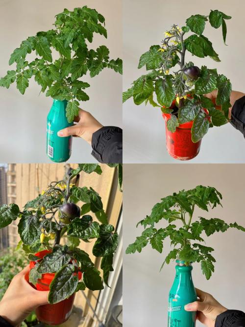 西红柿灌瓶子的做法「瓶子番茄怎么种植视频」 植物种类 西红柿灌瓶子的做法「瓶子番茄怎么种植视频」 西红柿灌瓶子的做法「瓶子番茄怎么种植视频」 植物种类