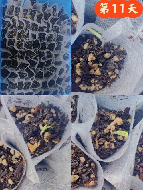 嫁接番茄的钻木种子怎么样催芽「番茄育苗蛭石怎么种植视频」 嫁接番茄的钻木种子怎么样催芽「番茄育苗蛭石怎么种植视频」 种植技巧