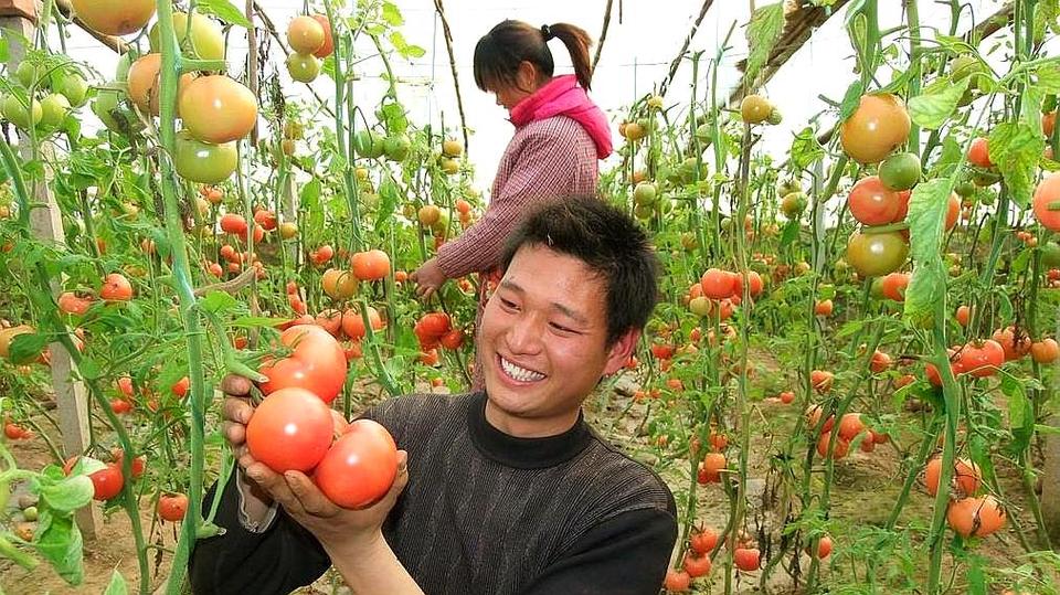 2019年，农民该如何种出高品质农产品「怎么种植富硒番茄视频教程」 2019年，农民该如何种出高品质农产品「怎么种植富硒番茄视频教程」 番茄病虫害防治