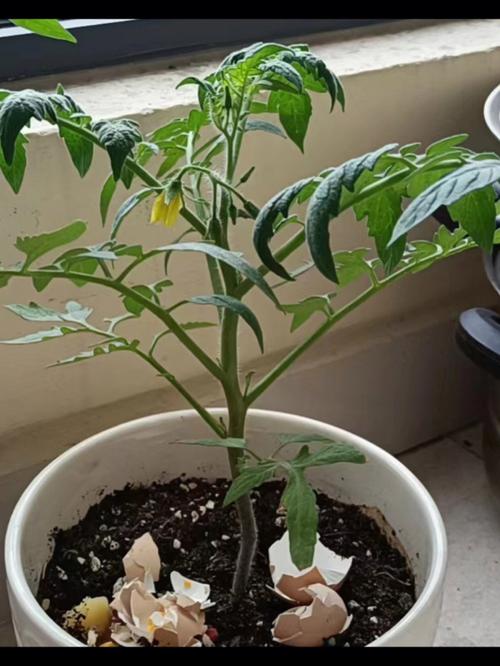 怎样在家里种植西红柿（番茄）「家庭自己怎么种植番茄种子」 怎样在家里种植西红柿（番茄）「家庭自己怎么种植番茄种子」 花朵知识