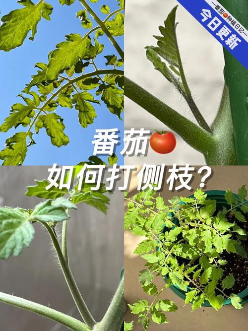西红柿怎样打侧枝「种植番茄怎么打侧枝视频」 西红柿怎样打侧枝「种植番茄怎么打侧枝视频」 农业常识