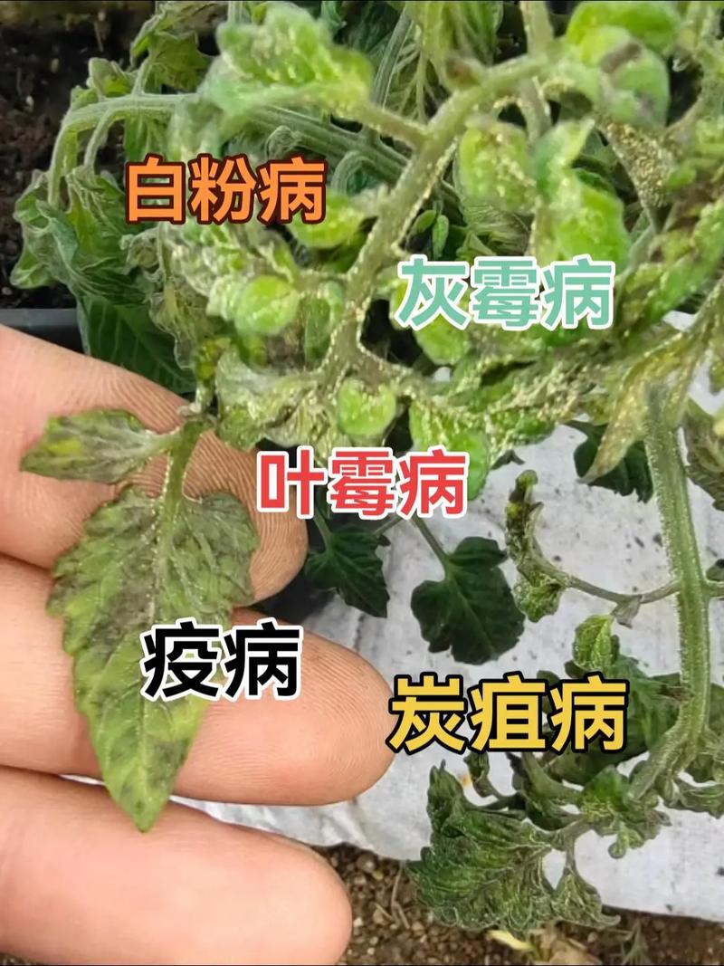 出售西红柿用什么话术「番茄种植购买信息怎么填写」 出售西红柿用什么话术「番茄种植购买信息怎么填写」 植物种类