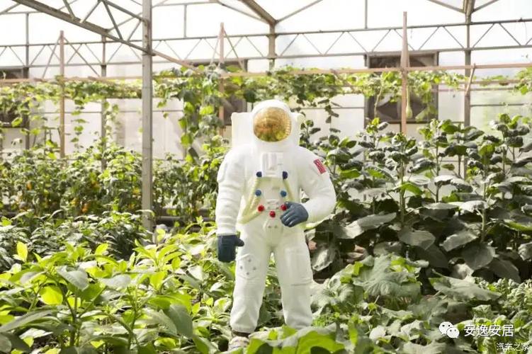 菜篮子种植技术和方法「动森怎么种蔬菜」 菜篮子种植技术和方法「动森怎么种蔬菜」 番茄病虫害防治