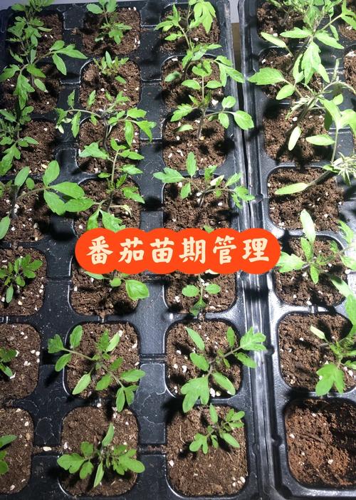 西红柿秧苗几月开始播种「怎么种植番茄秧苗呢视频」 西红柿秧苗几月开始播种「怎么种植番茄秧苗呢视频」 番茄种植技巧