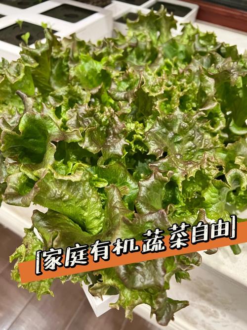多吃绿叶蔬菜有助于头发长得快吗「在厨房种菜」 多吃绿叶蔬菜有助于头发长得快吗「在厨房种菜」 植物种类