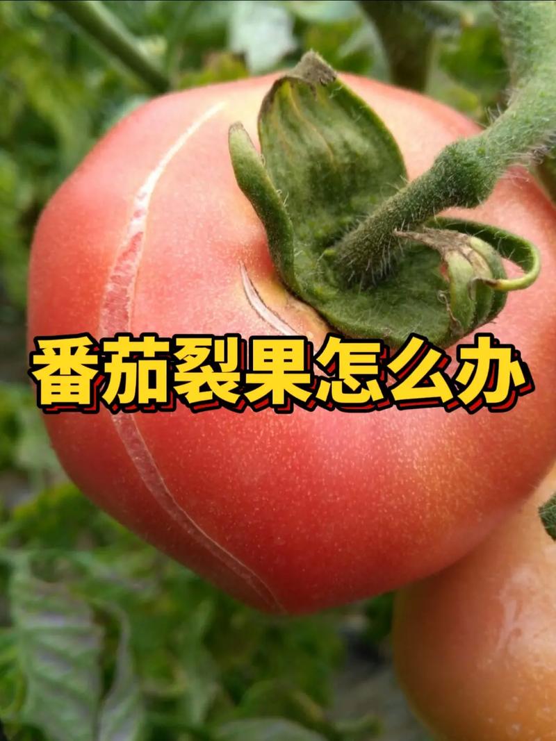 西红柿膨果慢怎么办「种植番茄怎么软化果枝视频」 西红柿膨果慢怎么办「种植番茄怎么软化果枝视频」 种植技巧