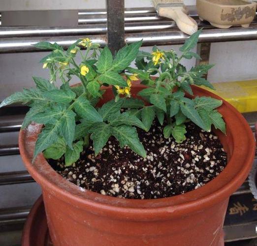 西红柿怎么浇水最合适「阳台种植番茄怎么浇水呢视频」 西红柿怎么浇水最合适「阳台种植番茄怎么浇水呢视频」 花朵知识