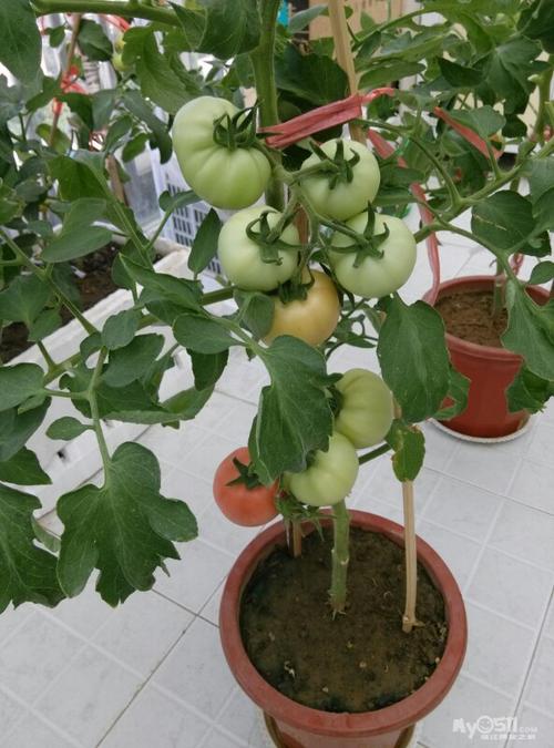 阳台花盆种西红柿，怎么才能长得又大又好「树番茄阳台怎么种植视频」 阳台花盆种西红柿，怎么才能长得又大又好「树番茄阳台怎么种植视频」 花朵知识