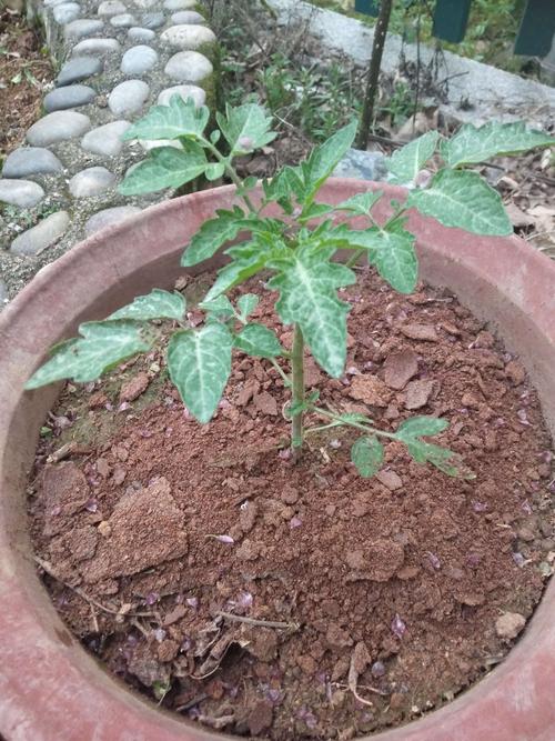 怎样种出“有小时候味道”的西红柿「幼年番茄怎么种植视频」 怎样种出“有小时候味道”的西红柿「幼年番茄怎么种植视频」 农业常识