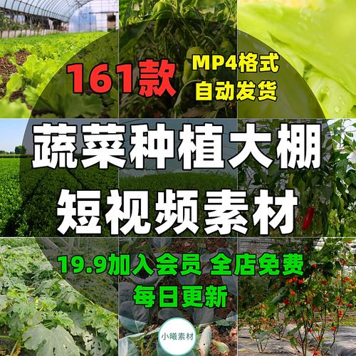 怎么样种植有机蔬菜，温室大棚里怎么样预防有害虫子「绿色有机蔬菜种植小技巧视频」 怎么样种植有机蔬菜，温室大棚里怎么样预防有害虫子「绿色有机蔬菜种植小技巧视频」 番茄病虫害防治