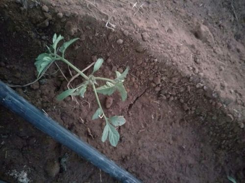 番茄苗倒在了地上该怎么办「番茄苗怎么倒着种植视频」 番茄苗倒在了地上该怎么办「番茄苗怎么倒着种植视频」 番茄病虫害防治