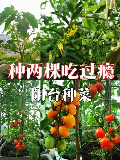 小番茄该怎样进行双杆整枝「怎么种植高产番茄视频教程」 小番茄该怎样进行双杆整枝「怎么种植高产番茄视频教程」 番茄种植技巧