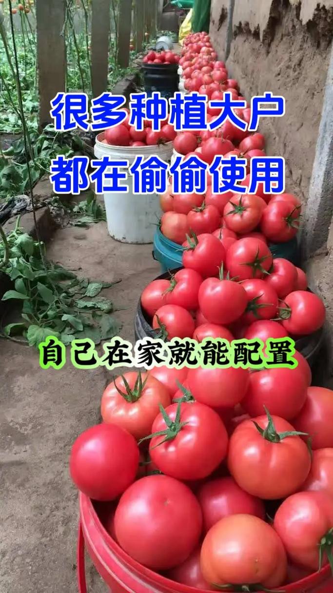 西红柿 黄瓜 宣传语「种植番茄标签语录怎么写的」 西红柿 黄瓜 宣传语「种植番茄标签语录怎么写的」 番茄种植技巧