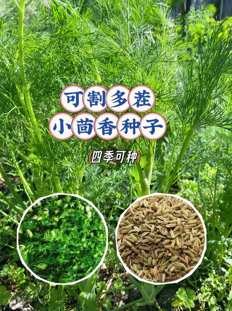 茴香怎样栽培「茴香怎么种植小番茄苗子视频」 茴香怎样栽培「茴香怎么种植小番茄苗子视频」 种植技巧