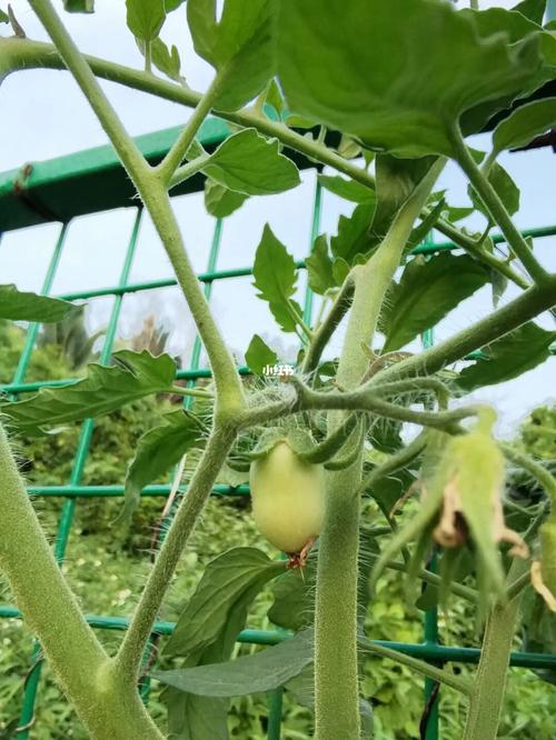 番茄几个月结果「番茄怎么种植多久结果呢」 番茄几个月结果「番茄怎么种植多久结果呢」 种植技巧