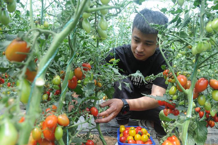 富硒西红柿是什么「富硒番茄怎么种植方法视频」 富硒西红柿是什么「富硒番茄怎么种植方法视频」 农业常识