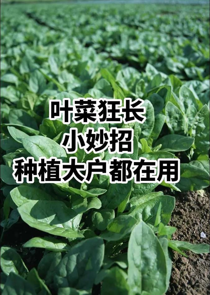 小院如何种菜「东北蔬菜种植小技巧和方法」 小院如何种菜「东北蔬菜种植小技巧和方法」 番茄病虫害防治