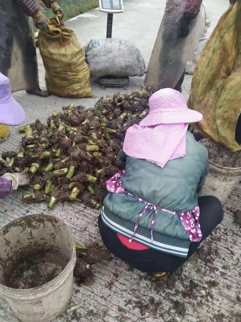 锅炉种姜技术方法「番茄芋头怎么种植的视频」 锅炉种姜技术方法「番茄芋头怎么种植的视频」 番茄种植技巧