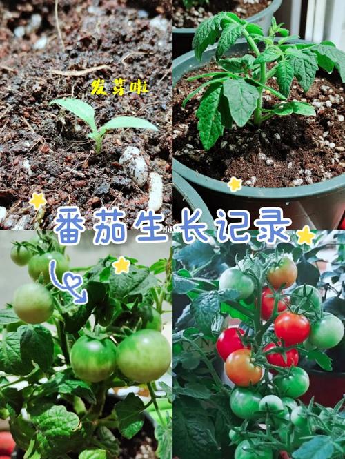 黄珍珠番茄种植过程「种植番茄怎么防虫害呢」 黄珍珠番茄种植过程「种植番茄怎么防虫害呢」 番茄病虫害防治