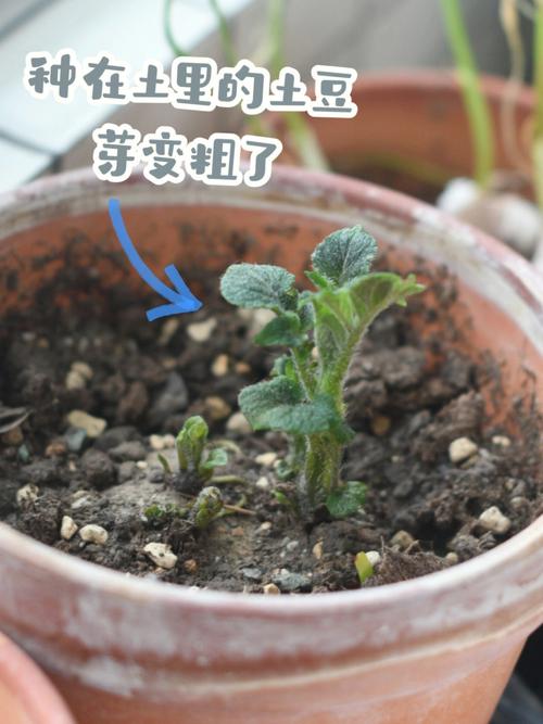 西红柿种子不催芽直接种盆里能发芽吗「番茄不用催芽吗怎么种植视频」 西红柿种子不催芽直接种盆里能发芽吗「番茄不用催芽吗怎么种植视频」 种植技巧